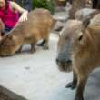 Capibaras y Pingüinos, grandes favoritos en el Gran Acuario Mazatlán