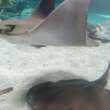 Conoce en Gran Acuario a las rayas, tiburones, meros y su importancia en el Mar de Cortés